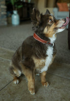 Huck Collar-Accessories-Crooked Horn Company, Online Women's Fashion Boutique in San Tan Valley, Arizona 85140