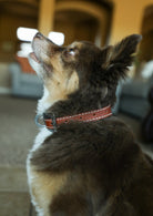 Huck Collar-Accessories-Crooked Horn Company, Online Women's Fashion Boutique in San Tan Valley, Arizona 85140